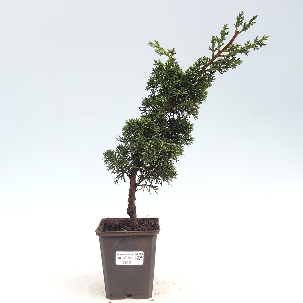 Outdoor bonsai - Juniperus chinensis Kishu - chiński jałowiec