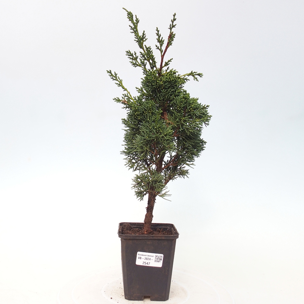 Outdoor bonsai - Juniperus chinensis Kishu - chiński jałowiec