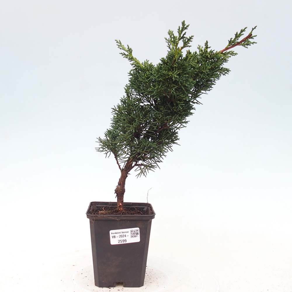 Outdoor bonsai - Juniperus chinensis Kishu - chiński jałowiec