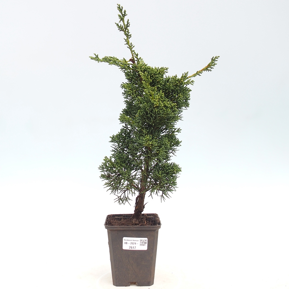 Outdoor bonsai - Juniperus chinensis Kishu - chiński jałowiec