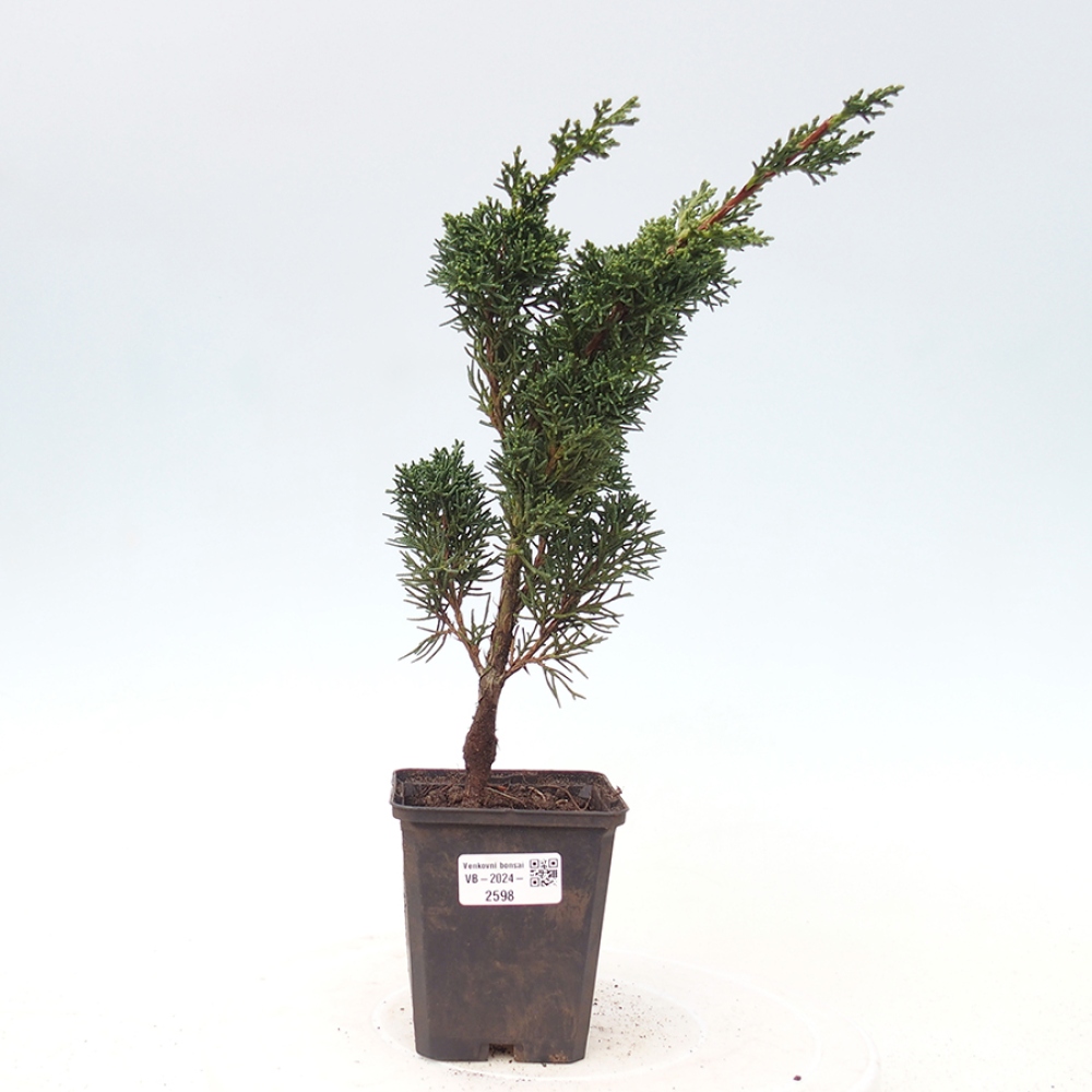 Outdoor bonsai - Juniperus chinensis Kishu - chiński jałowiec