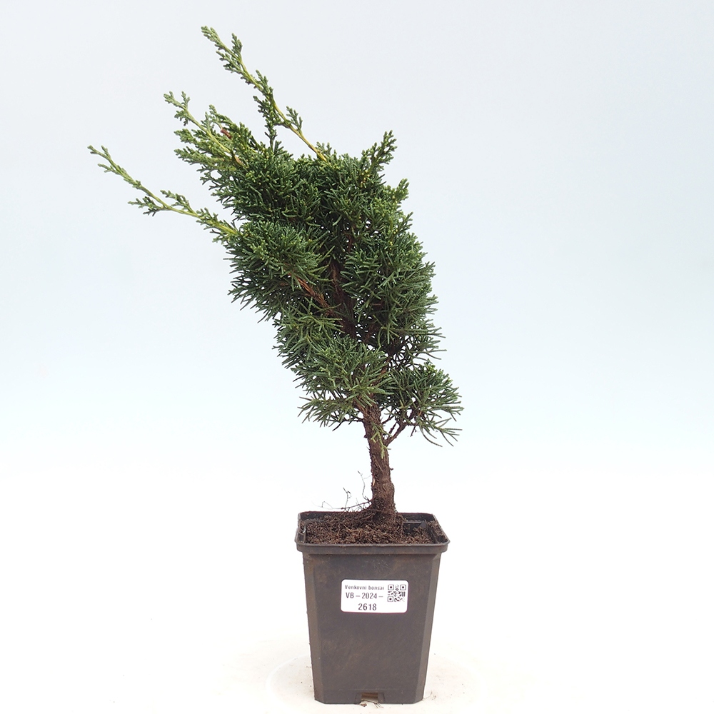 Outdoor bonsai - Juniperus chinensis Kishu - chiński jałowiec