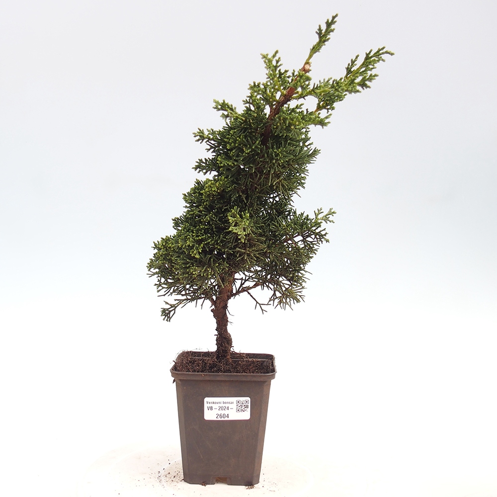 Outdoor bonsai - Juniperus chinensis Kishu - chiński jałowiec