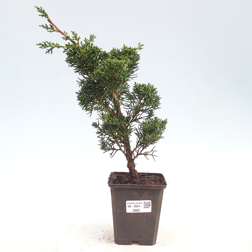 Outdoor bonsai - Juniperus chinensis Kishu - chiński jałowiec