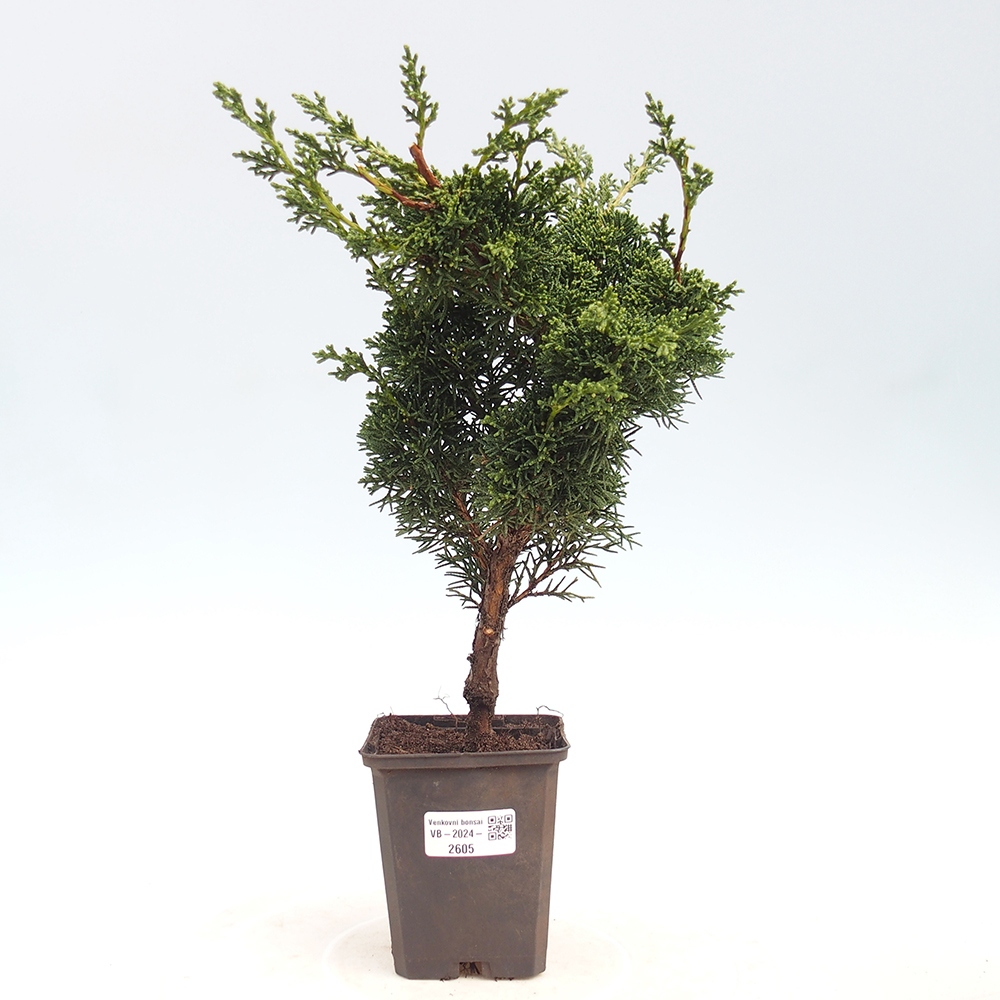 Outdoor bonsai - Juniperus chinensis Kishu - chiński jałowiec