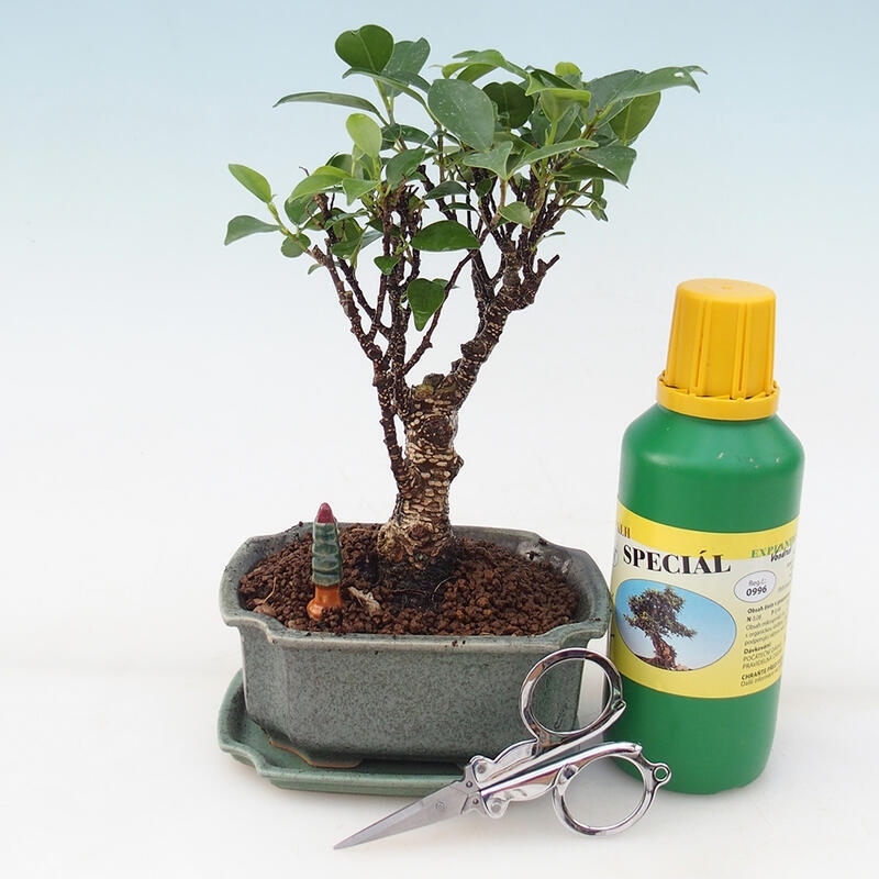 Zestaw upominkowy Bonsai - Ficus drobnolistny - Ficus retusa