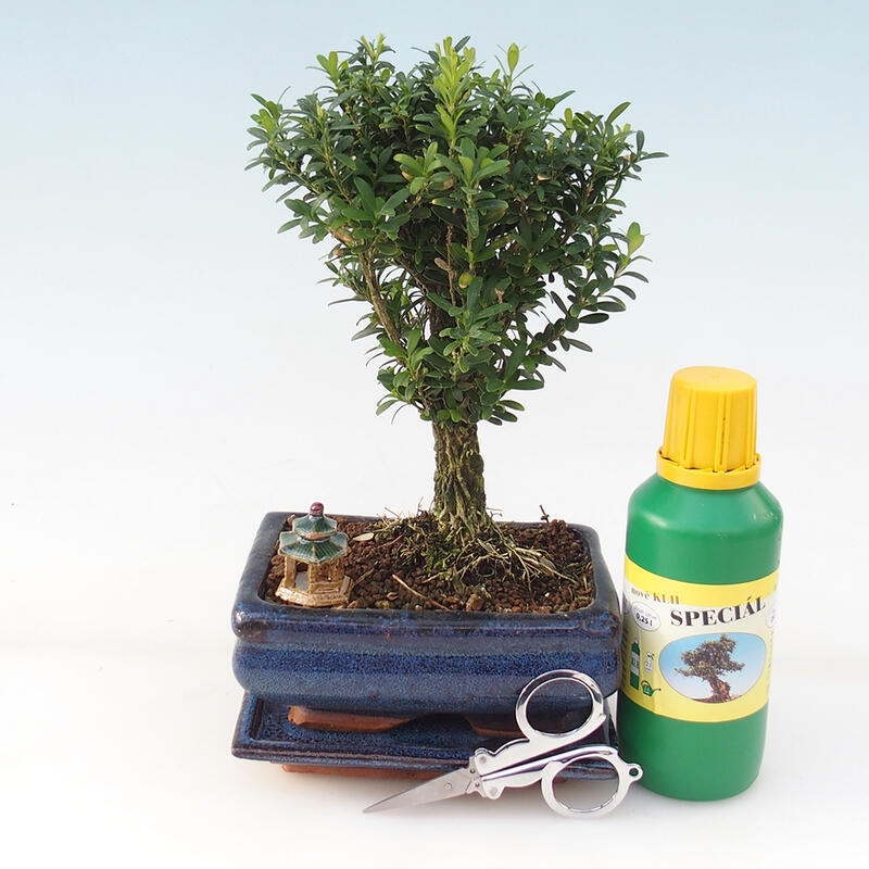 Zestaw upominkowy Bonsai - Cork buxus - Buxus harlandii