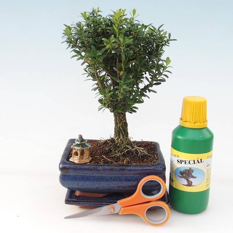 Zestaw upominkowy Bonsai dla dziewczynki - Cork buxus - Buxus harlandii