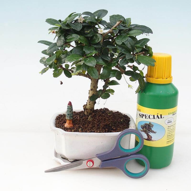 Zestaw upominkowy Bonsai dla chłopców - Tea-fuki - Carmona microphylla