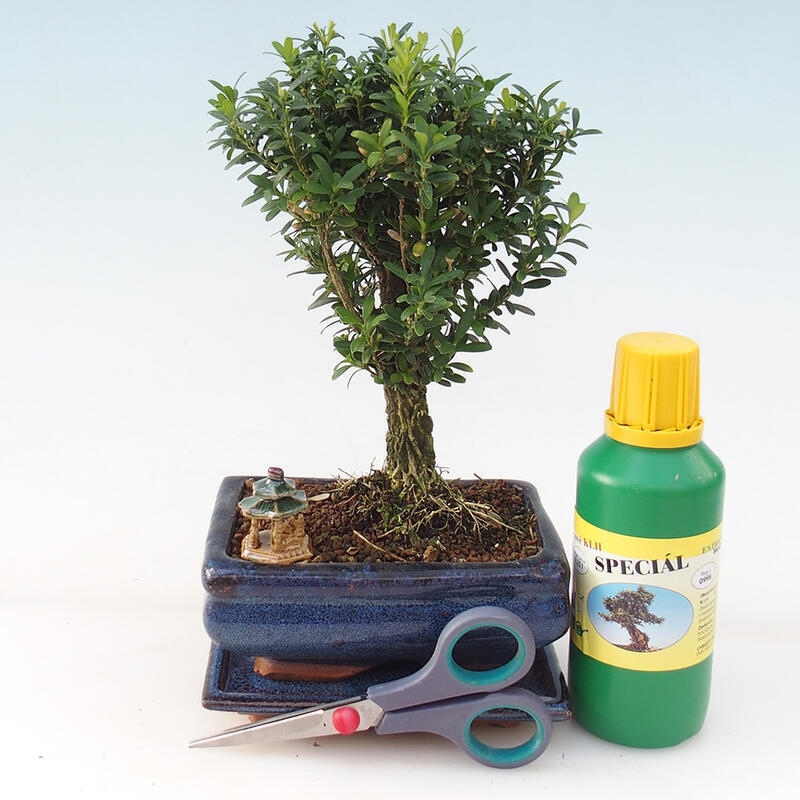 Zestaw upominkowy Bonsai dla chłopców - Cork buxus - Buxus harlandii