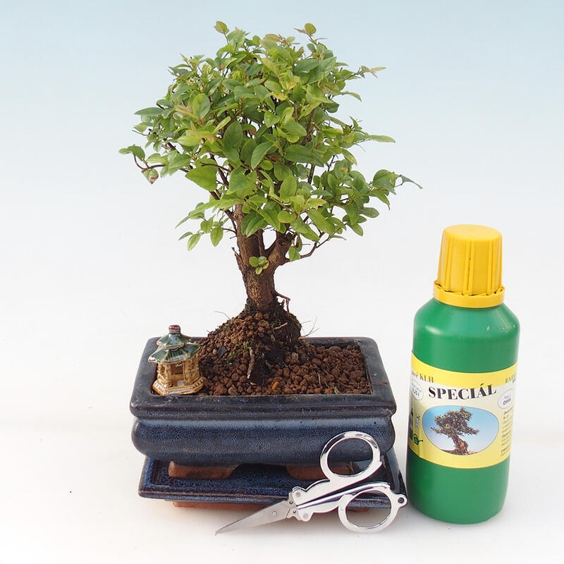 Zestaw upominkowy Bonsai - Sageretia thea