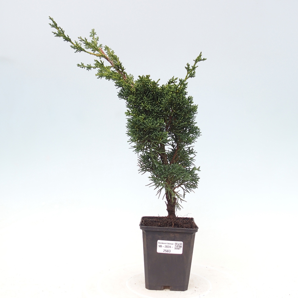 Outdoor bonsai - Juniperus chinensis Kishu - chiński jałowiec