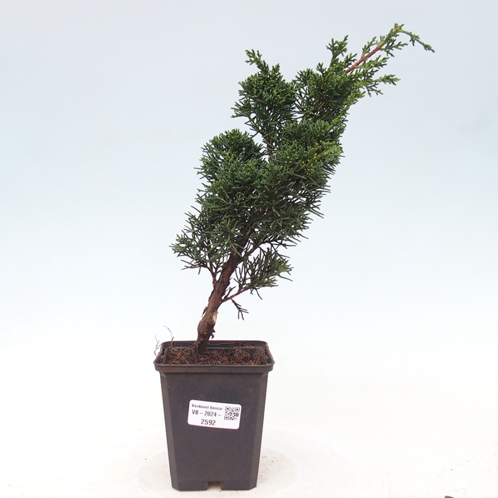 Outdoor bonsai - Juniperus chinensis Kishu - chiński jałowiec