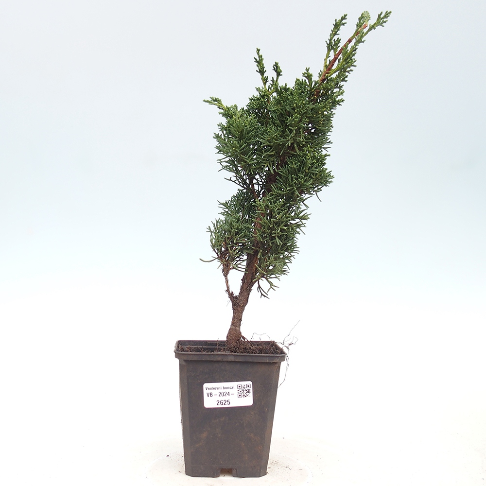 Outdoor bonsai - Juniperus chinensis Kishu - chiński jałowiec