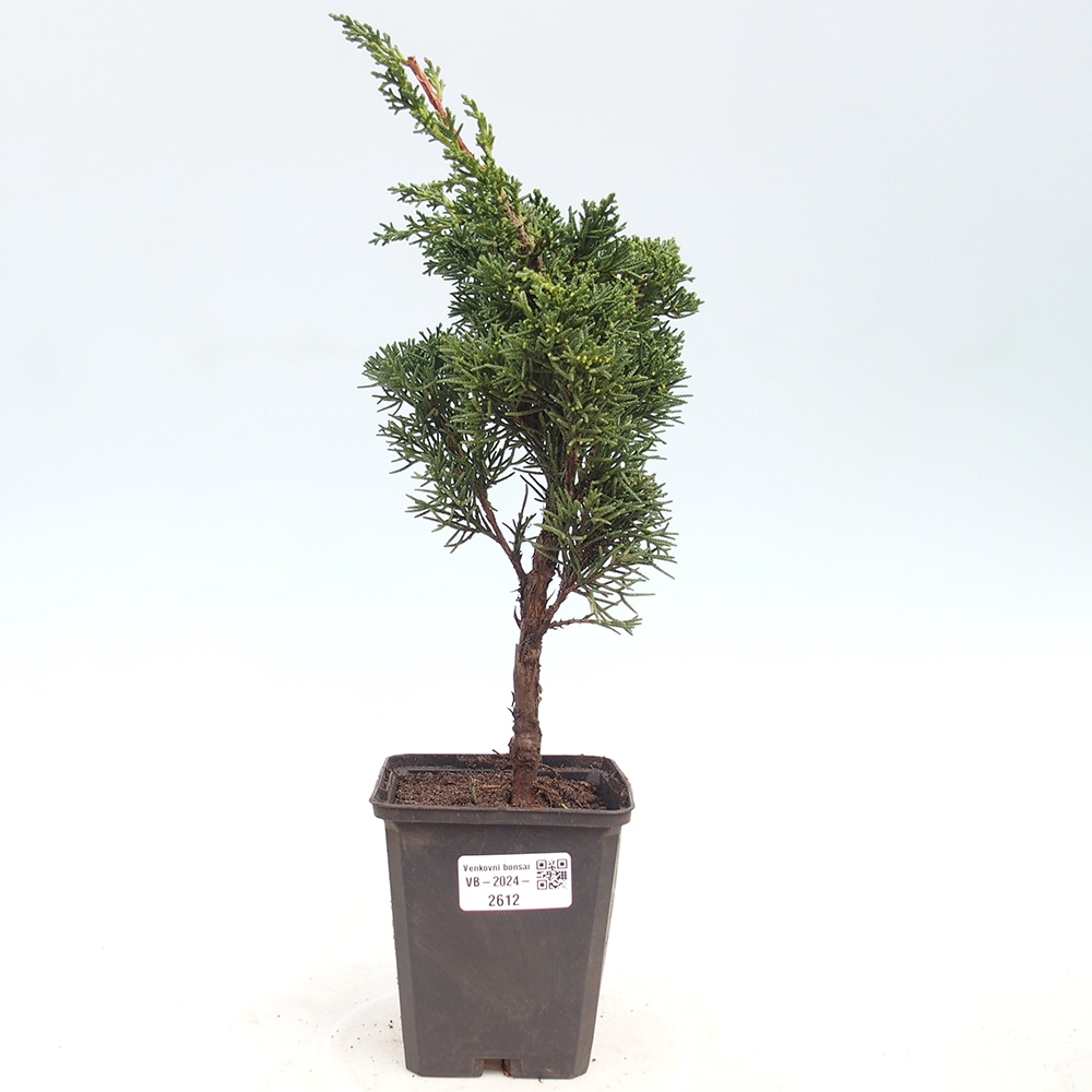 Outdoor bonsai - Juniperus chinensis Kishu - chiński jałowiec