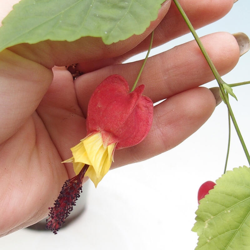 Kryte bonsai - Abutilon Big Bell - Malina moroszka rzeczna