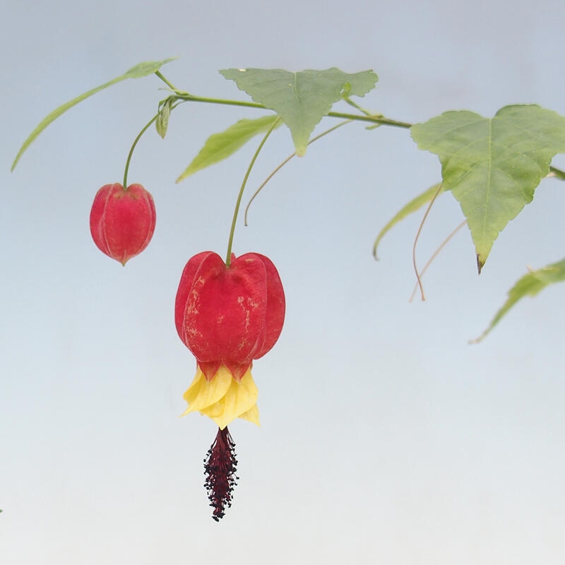 Bonsai do wnętrz - Abutilon Big Bell - Malina moroszka rzeczna