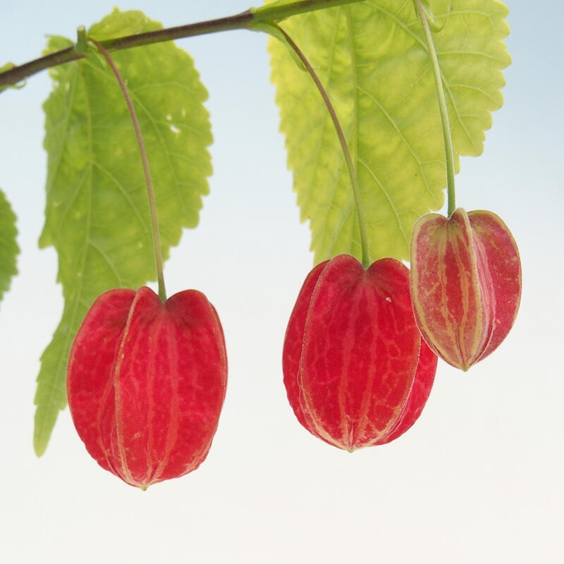 Kryte bonsai - Abutilon Big Bell - Malina moroszka rzeczna