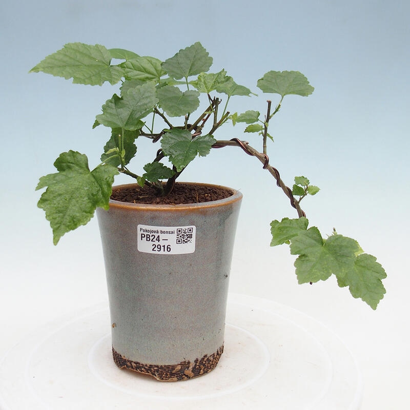 Kryte bonsai - Abutilon Big Bell - Malina moroszka rzeczna