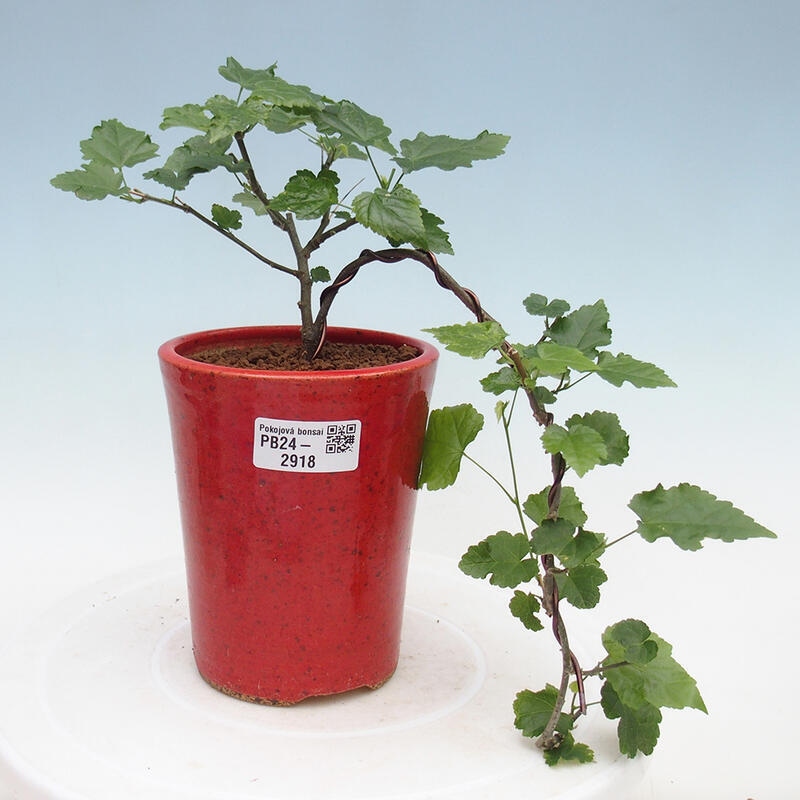 Kryte bonsai - Abutilon Big Bell - Malina moroszka rzeczna