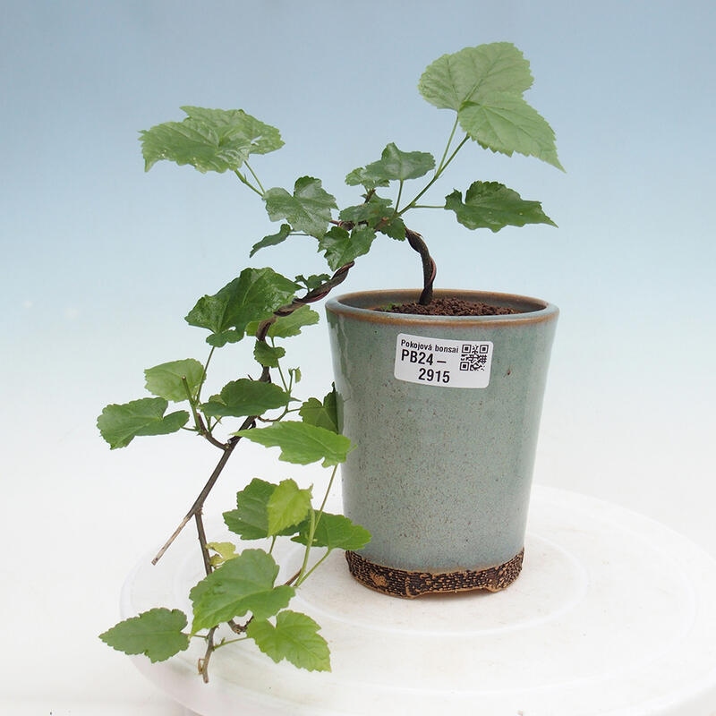 Kryte bonsai - Abutilon Big Bell - Malina moroszka rzeczna