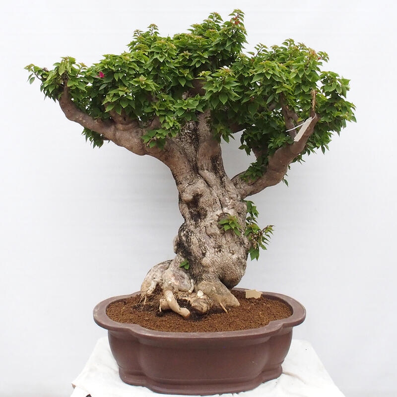 Kryte bonsai - Bouganwilea