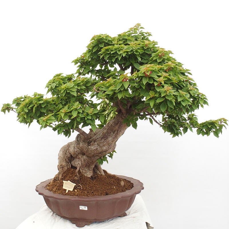 Kryte bonsai - Bouganwilea