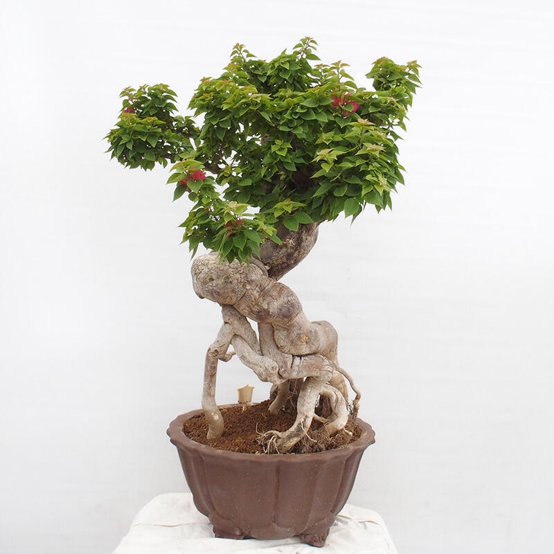 Kryte bonsai - Bouganwilea