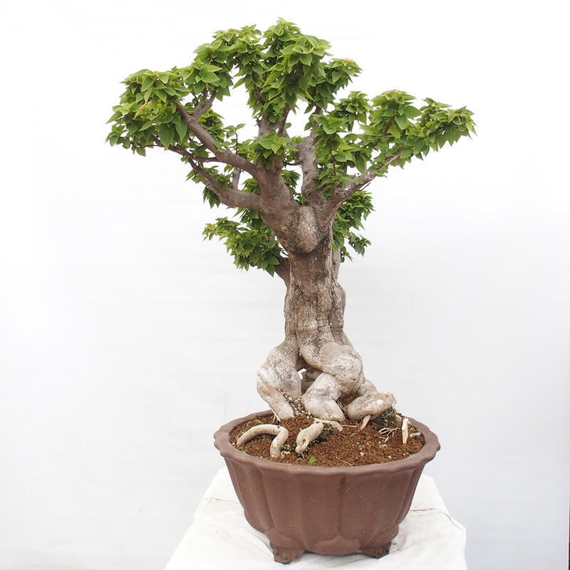 Kryte bonsai - Bouganwilea