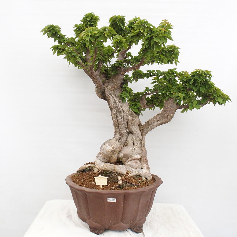 Kryte bonsai - Bouganwilea