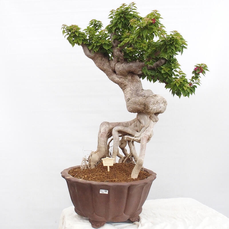 Kryte bonsai - Bouganwilea