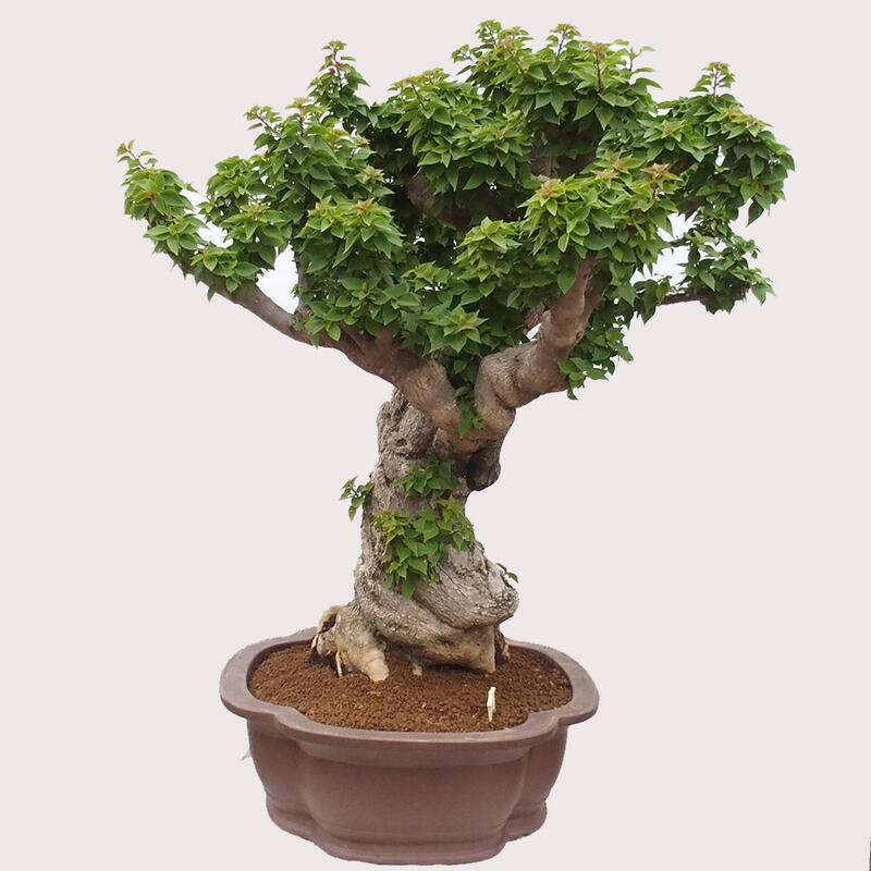 Kryte bonsai - Bouganwilea