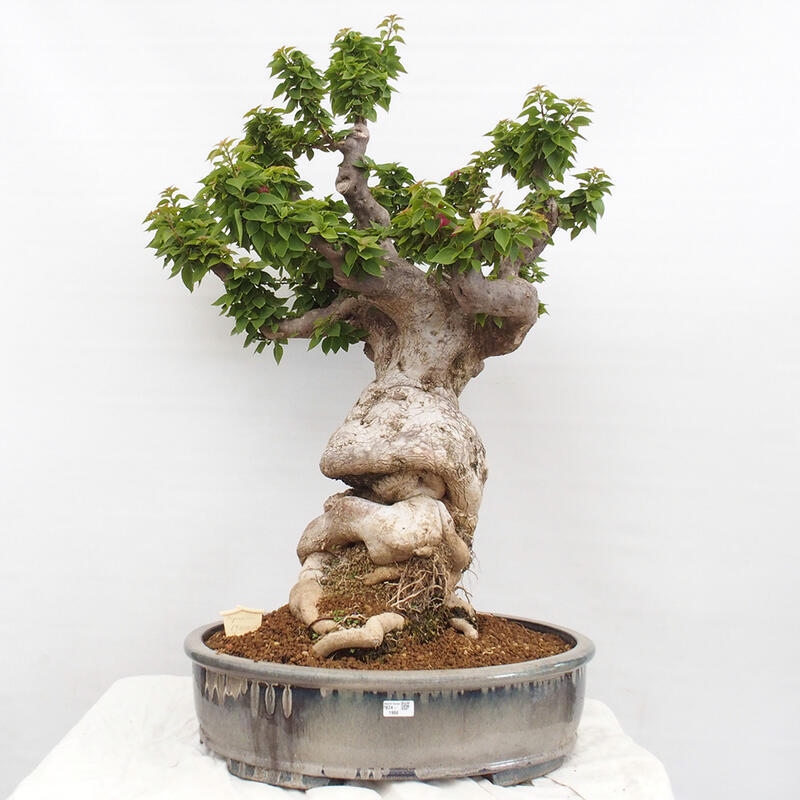 Kryte bonsai - Bouganwilea