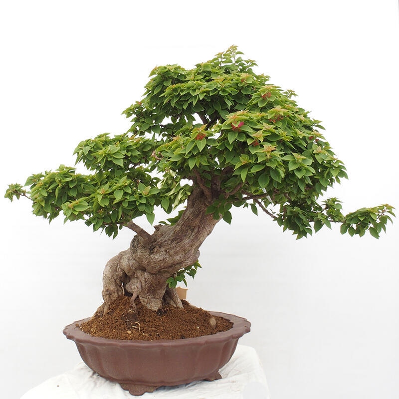 Kryte bonsai - Bouganwilea