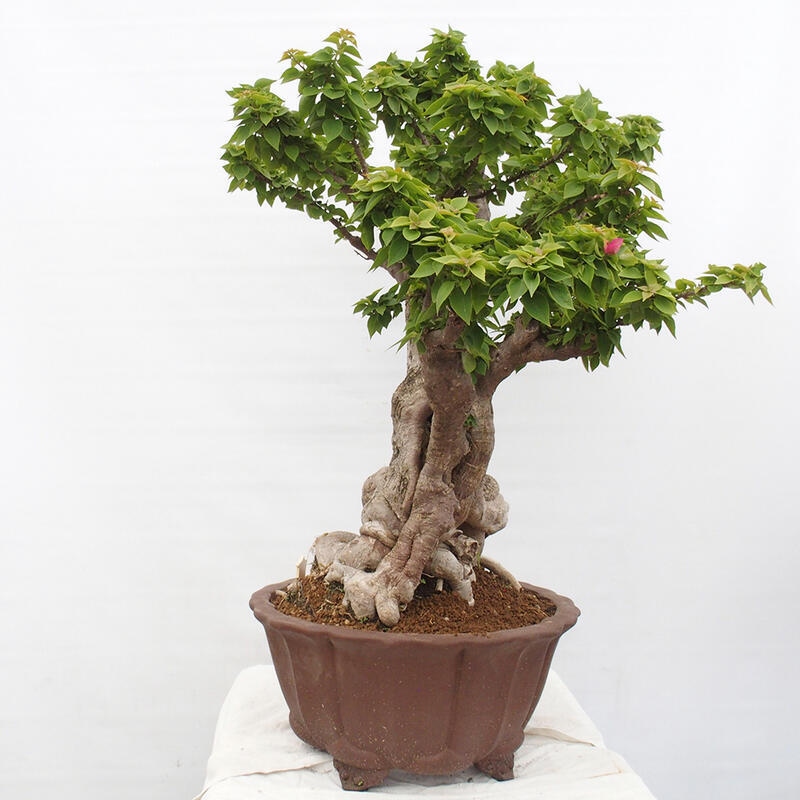 Kryte bonsai - Bouganwilea