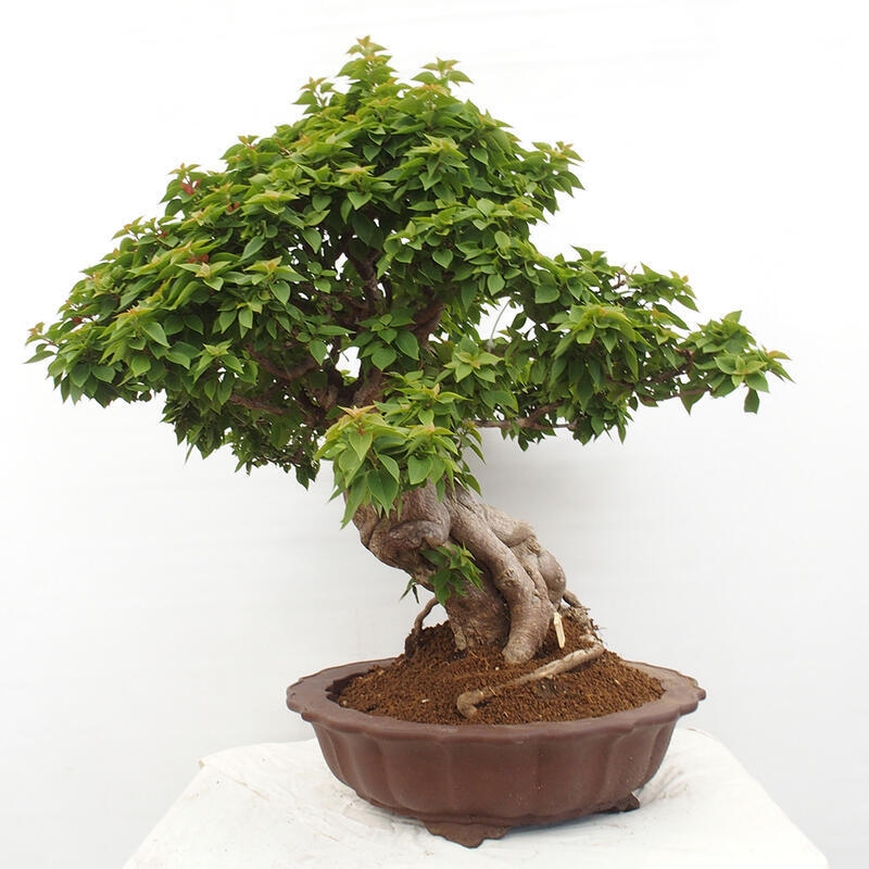 Kryte bonsai - Bouganwilea