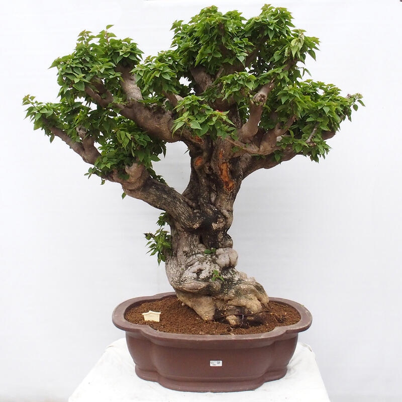 Kryte bonsai - Bouganwilea