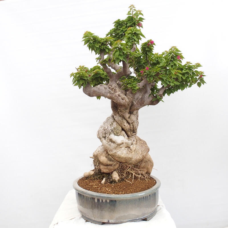 Kryte bonsai - Bouganwilea