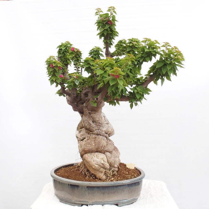 Kryte bonsai - Bouganwilea