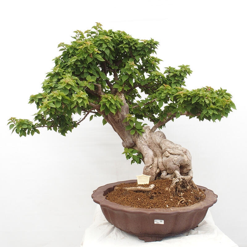 Kryte bonsai - Bouganwilea