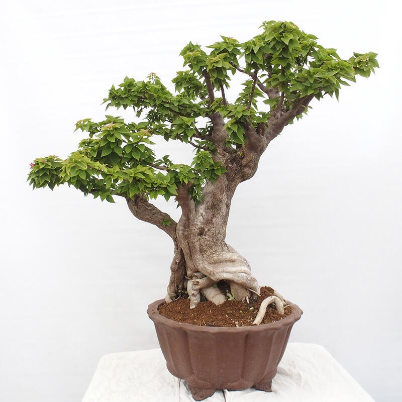 Kryte bonsai - Bouganwilea