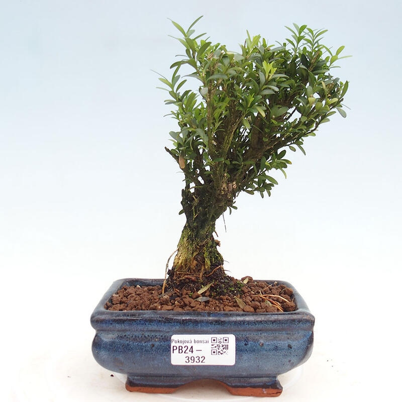 Bonsai pokojowe - Buxus harlandii - buxus korkowy