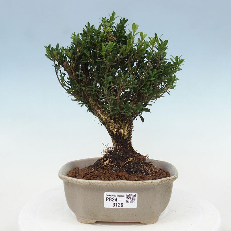 Bonsai pokojowe - Buxus harlandii - buxus korkowy