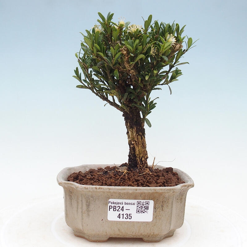 Pokój Bonsai - Buxus harlandii - Bukszpan korkowy