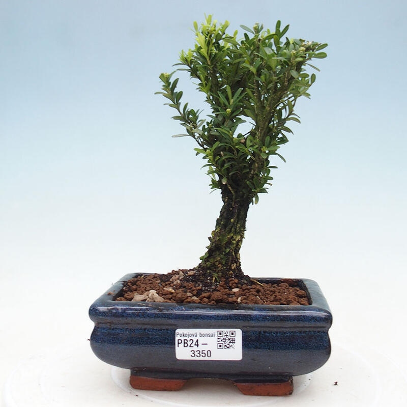 Bonsai pokojowe - Buxus harlandii - buxus korkowy