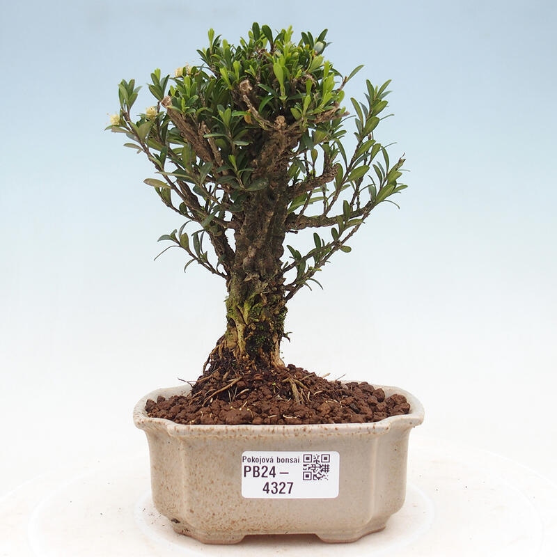 Pokój Bonsai - Buxus harlandii - Bukszpan korkowy