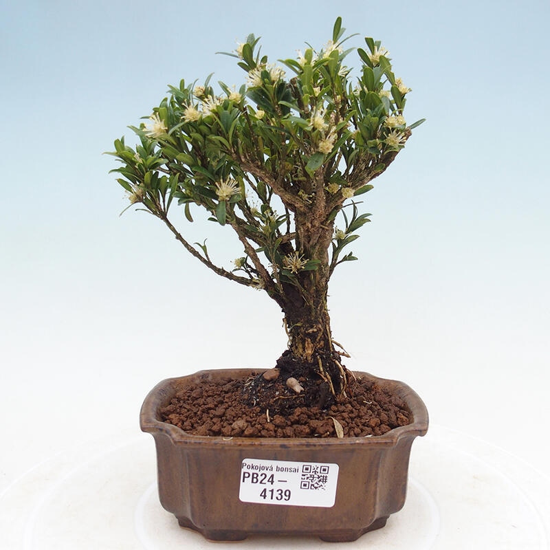 Pokój Bonsai - Buxus harlandii - Bukszpan korkowy