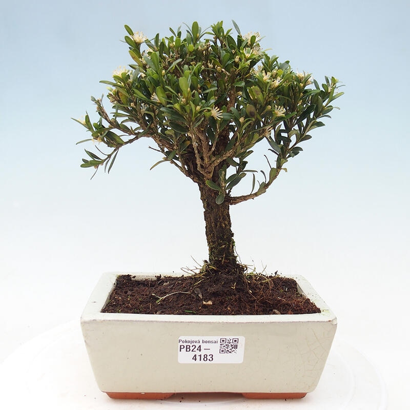 Bonsai pokojowe - Buxus harlandii - buxus korkowy