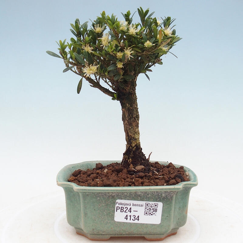 Pokój Bonsai - Buxus harlandii - Bukszpan korkowy