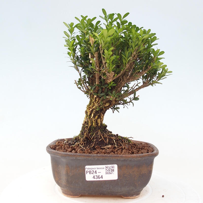 Bonsai pokojowe - Buxus harlandii - buxus korkowy